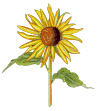Sunflower--© Diane Howell