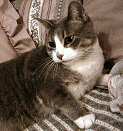 Mu, the cat who must be attended to